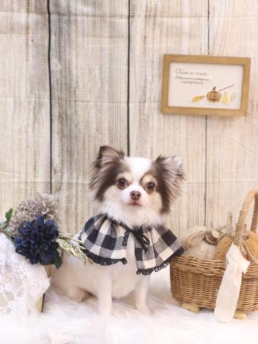 20241011トキくん